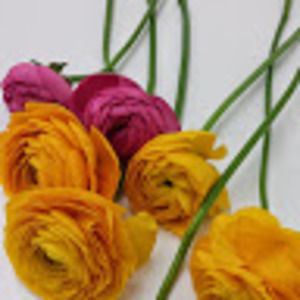 Meet your Posher, Elena